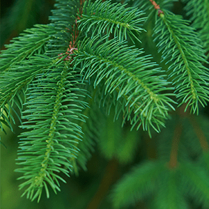 Pine Tree branch